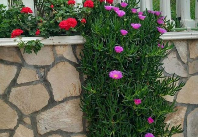 Studio in Šušanj - Villa Delfin 3 - Studio in Šušanj